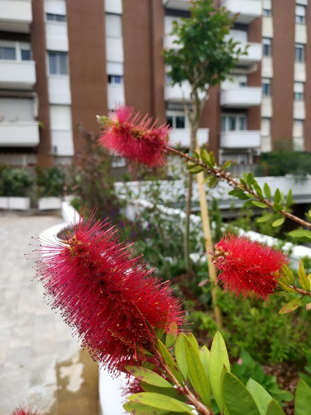 Piante perenni in in un terrazzo